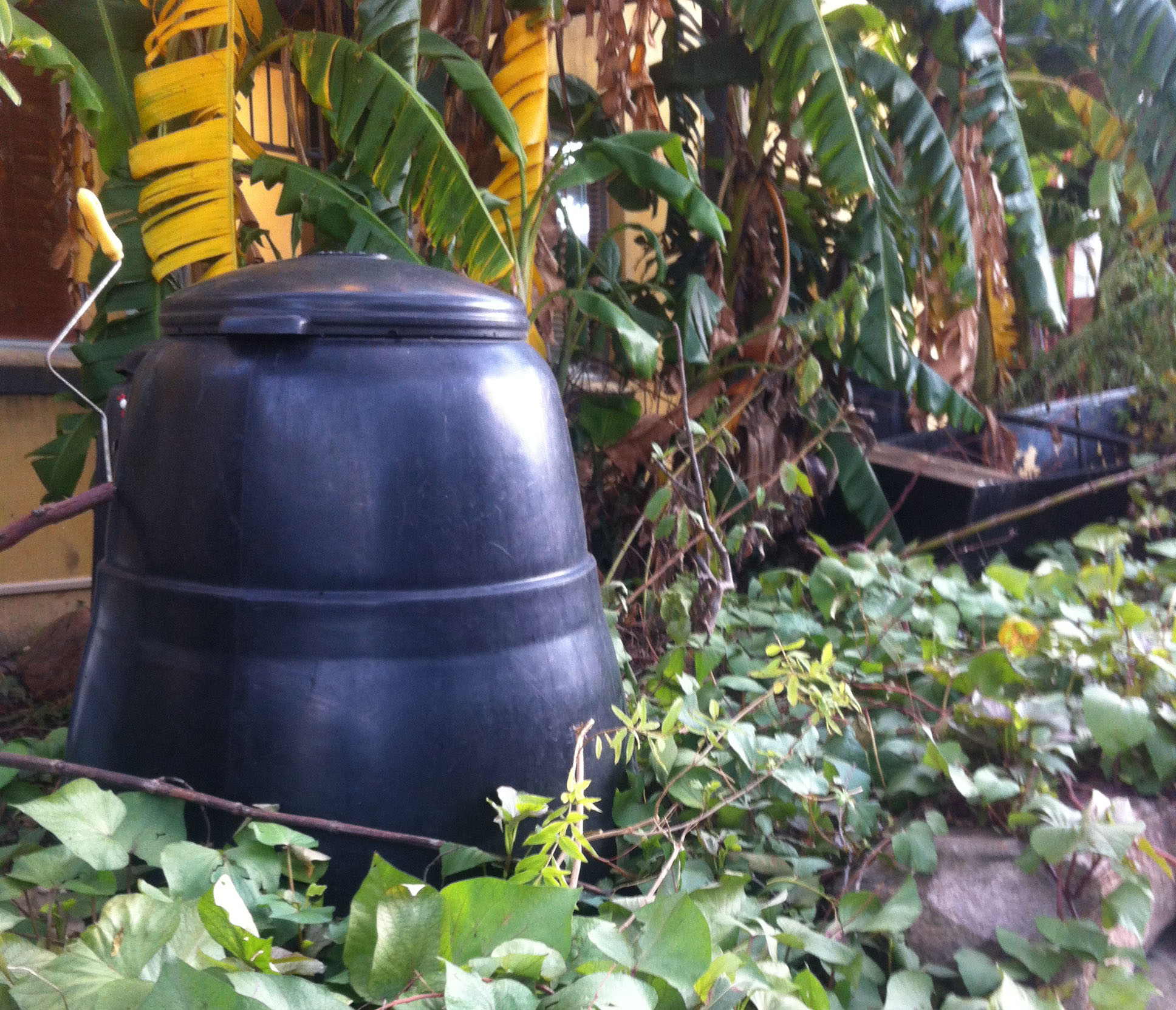 Compost your kitchen scraps at the 241 Bondi Road Community Garden