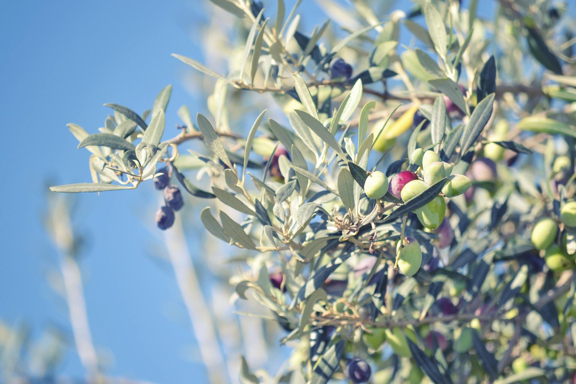 Bondi olive trees bear fruit and foster neighbourhood connection