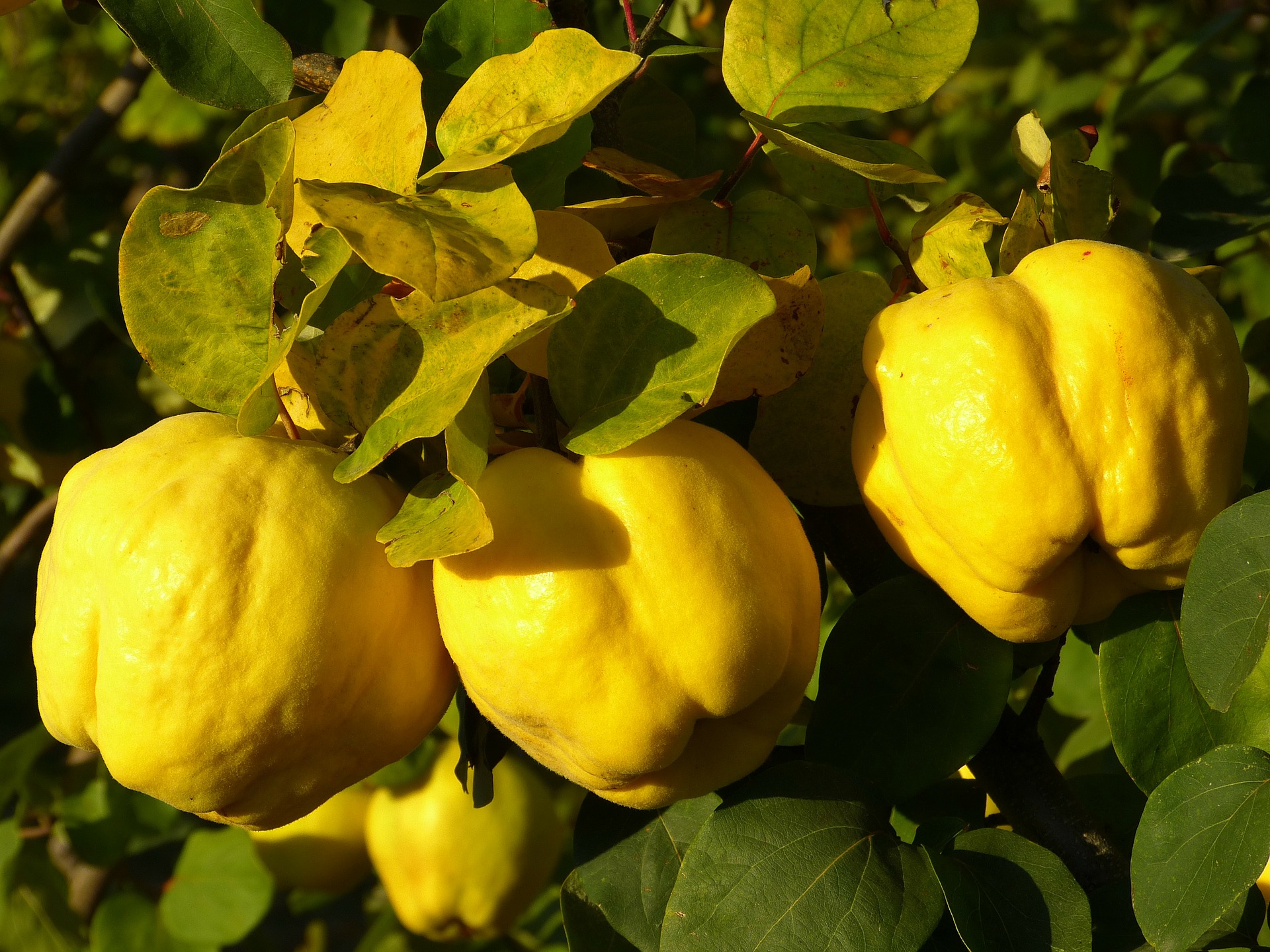 How to savour a quince.
