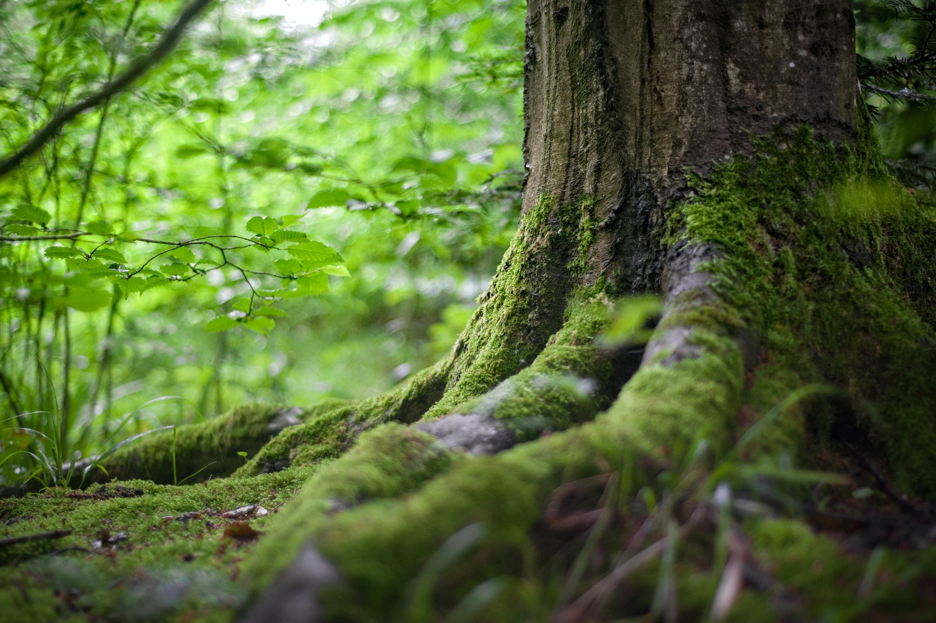 connected to nature