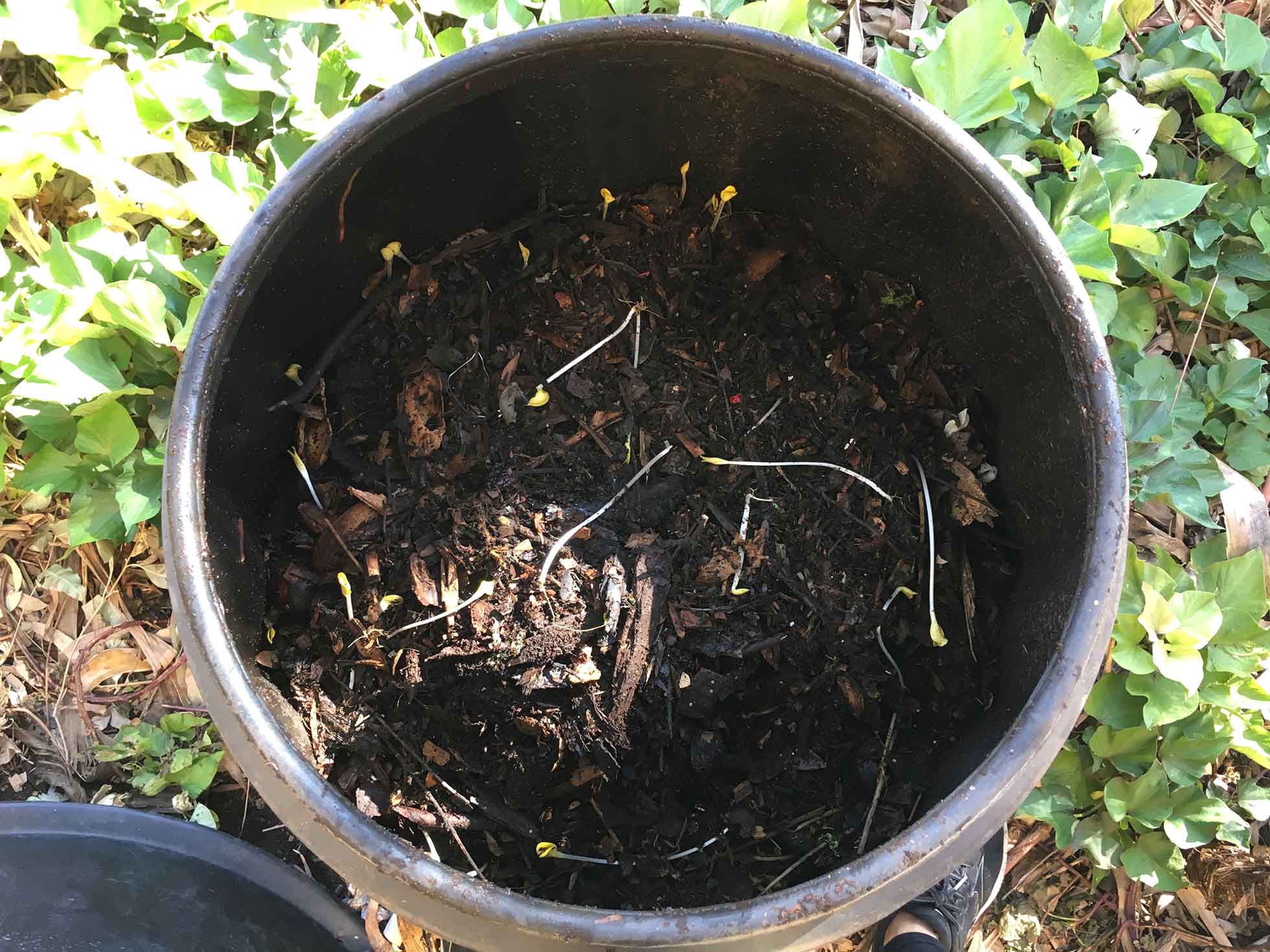 241 garden compost