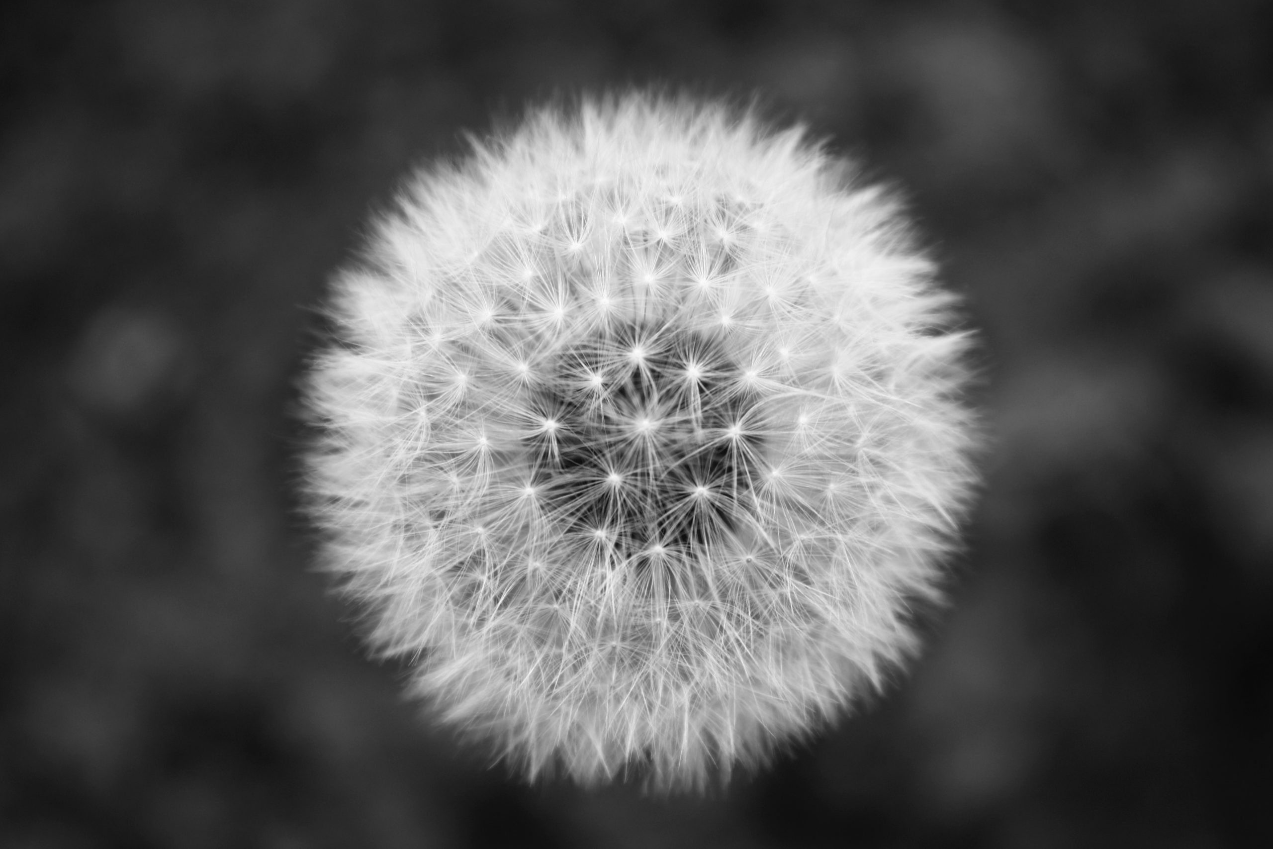 dandelion head black and white close up close up view 21323 scaled