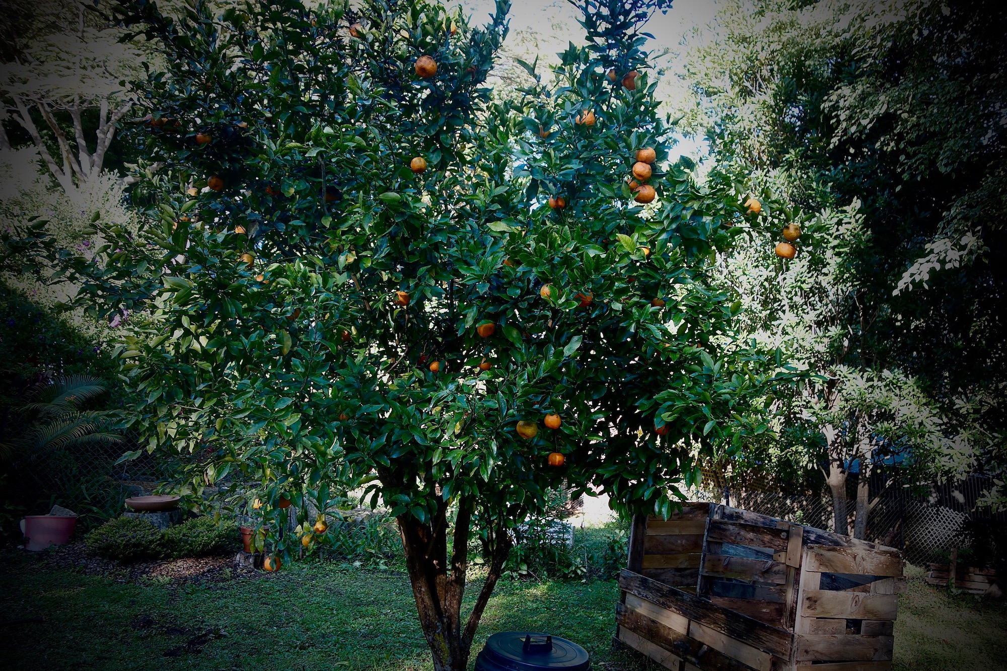transition bondi struggling orange tree