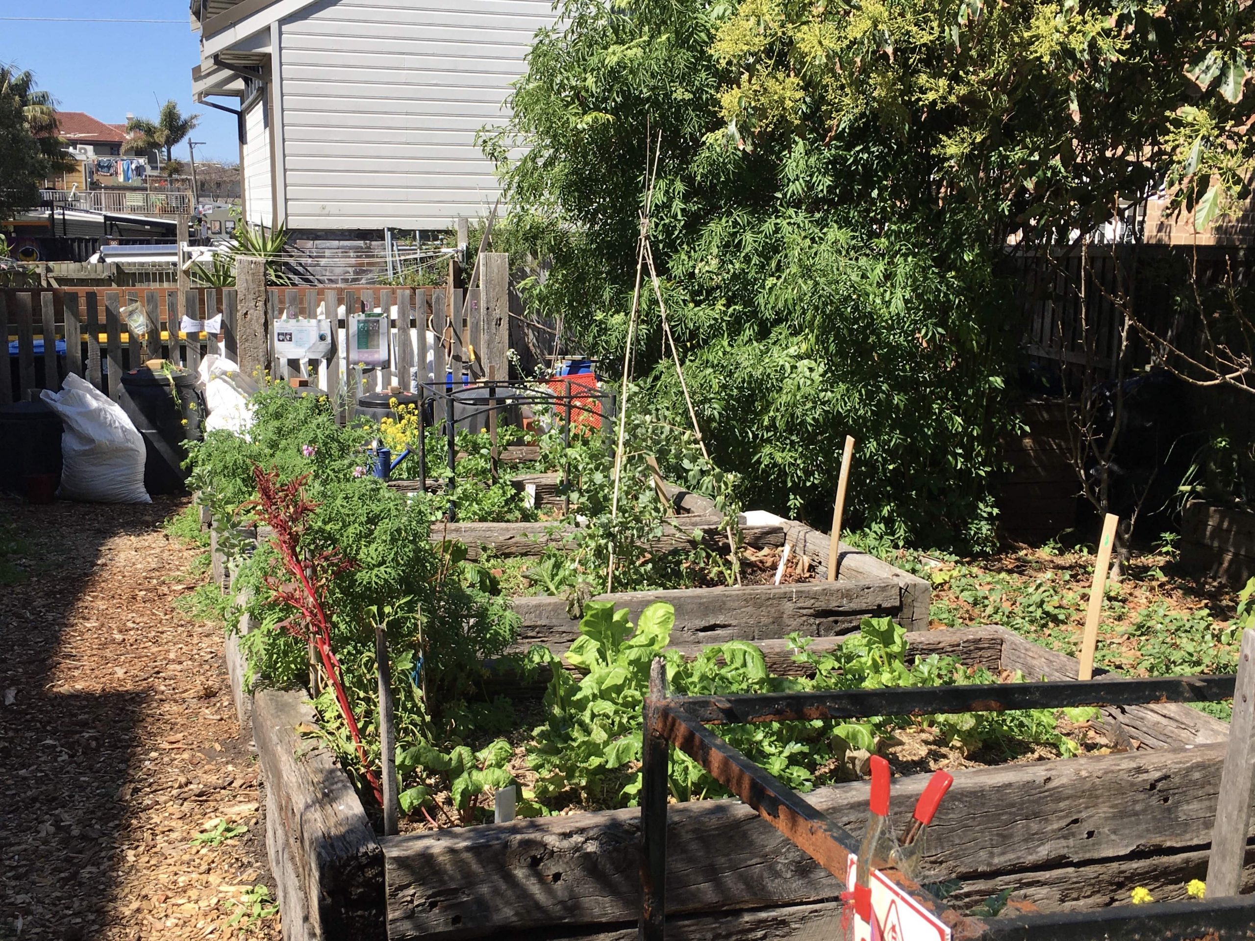 Garden Beds in Spring at Transition Bondi Community Garden