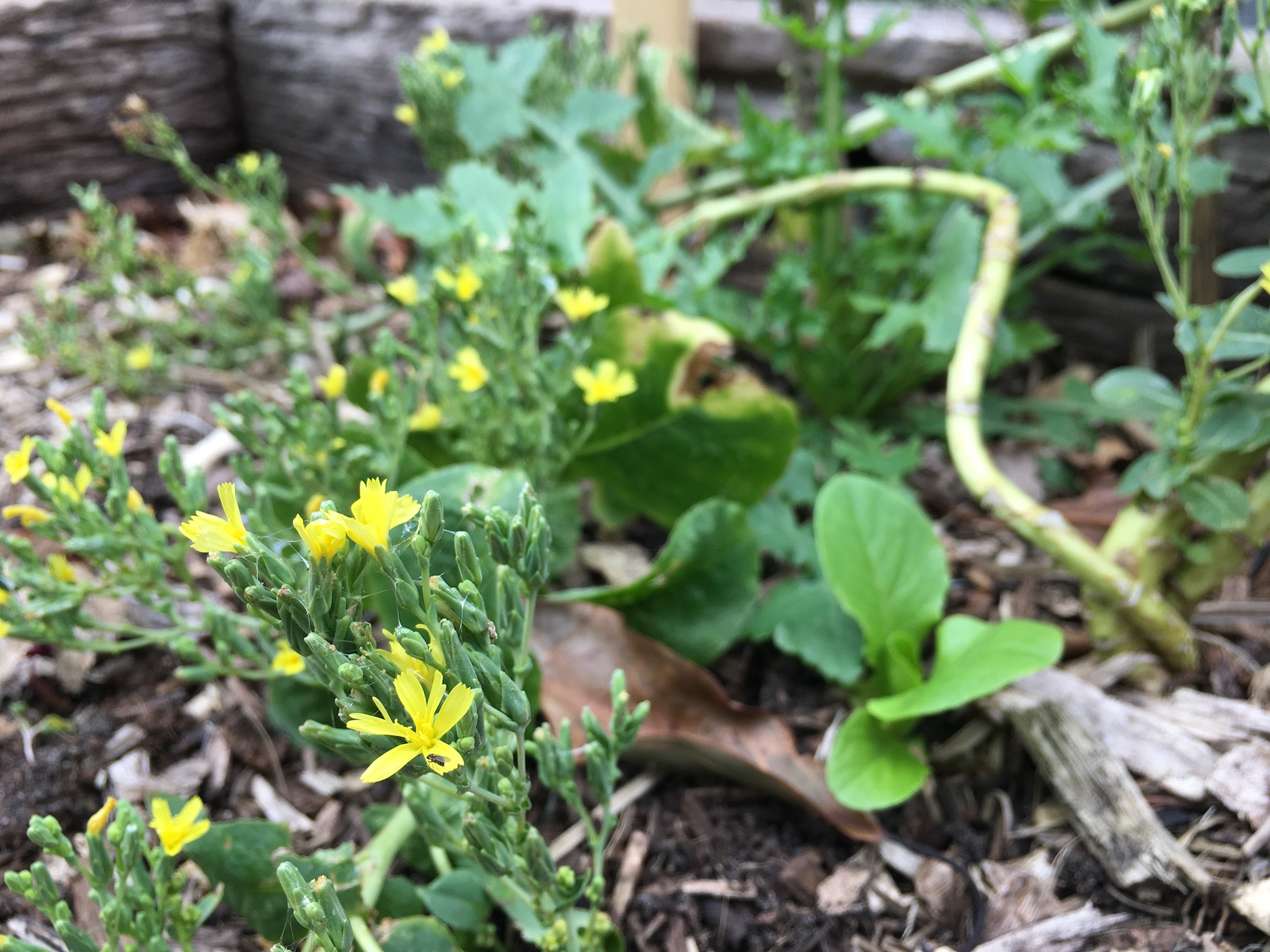 Spring In The Garden