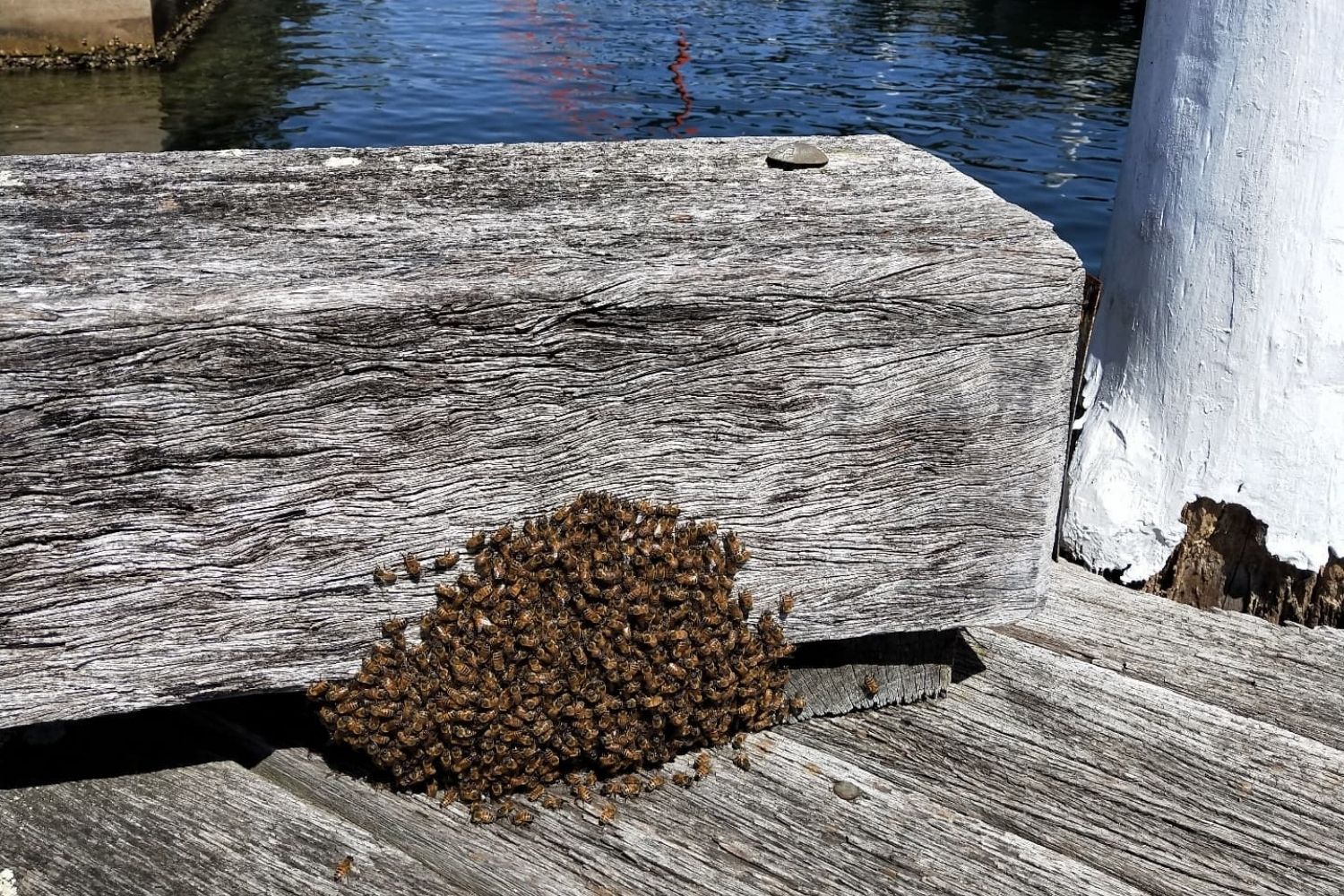bee swarm at pirrima wharf pyrmont
