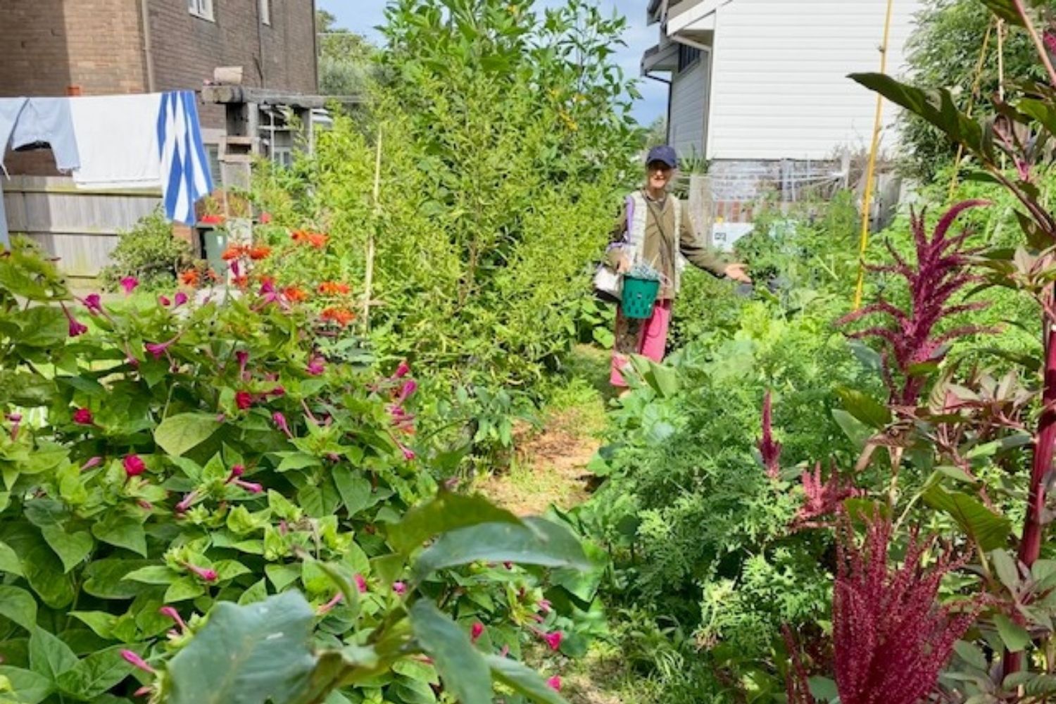 Taming the Community Garden jungle after the Christmas break