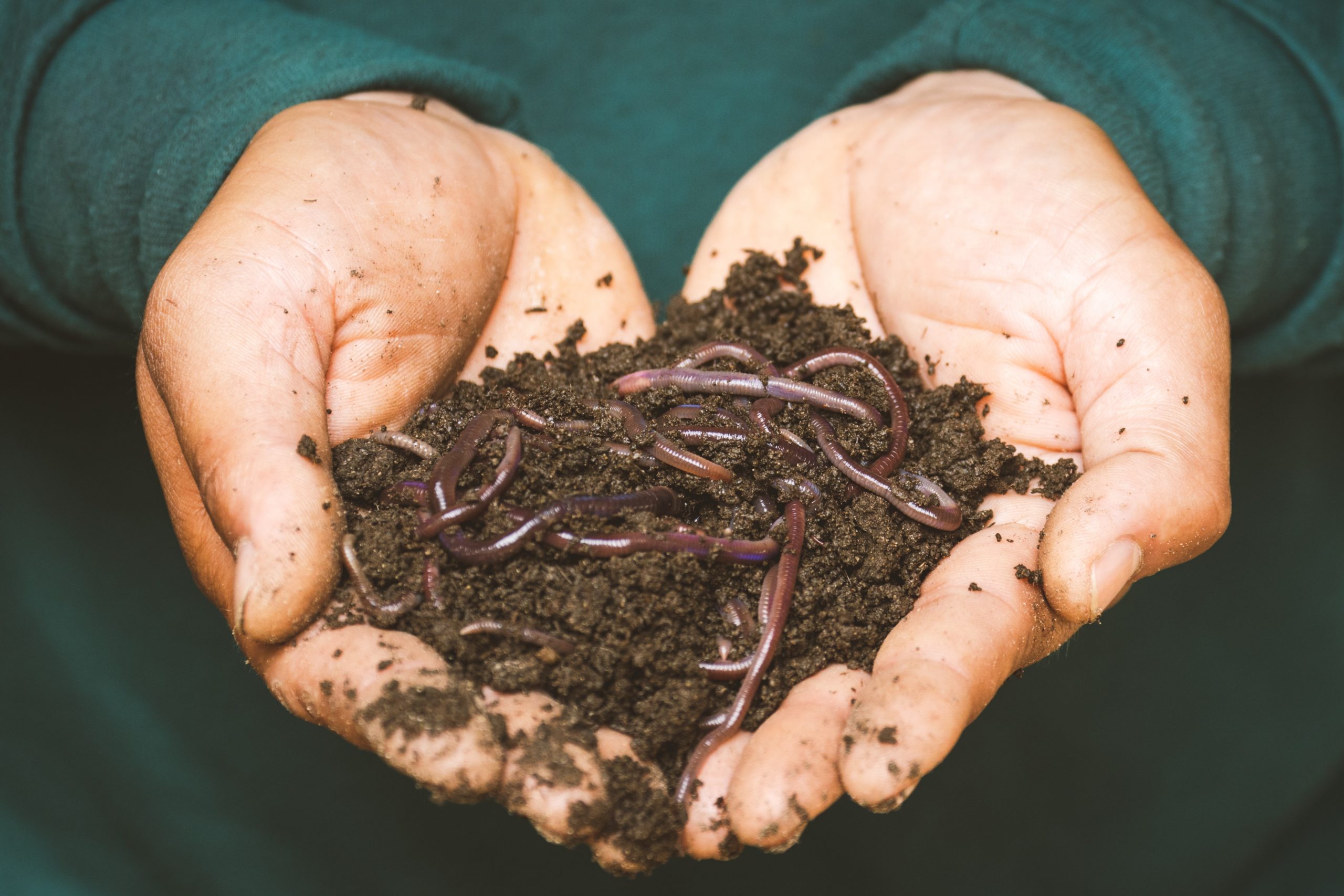 Composting: an individual act to reverse climate change