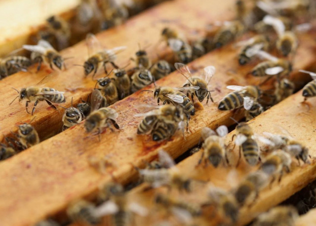 Get your honey bee hive ready for winter
