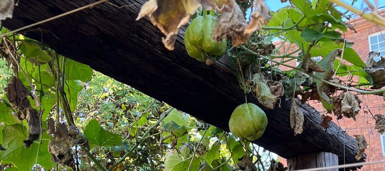 AUTUMN NOTES FROM OUR COMMUNITY GARDEN